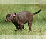 Small Photo #3 Chocolate Labrador retriever-Pointer Mix Puppy For Sale in Mechanicsburg, PA, USA
