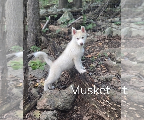 Medium Photo #1 Siberian Husky Puppy For Sale in STANHOPE, NJ, USA