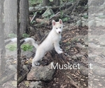 Puppy Musket Siberian Husky
