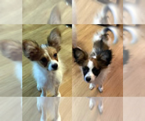 Papillon Puppy for sale in AND, SC, USA