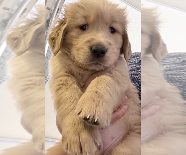 Medium Photo #1 Golden Retriever Puppy For Sale in PORTALES, NM, USA