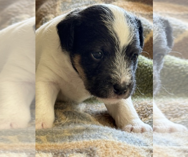 Medium Photo #1 Parson Russell Terrier Puppy For Sale in GRAHAM, WA, USA