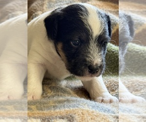 Parson Russell Terrier Puppy for sale in GRAHAM, WA, USA