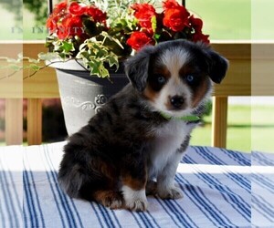 Miniature Australian Shepherd Puppy for sale in REBERSBURG, PA, USA