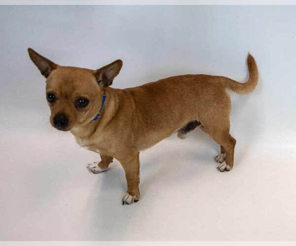 Medium Photo #3 Chihuahua Puppy For Sale in Kennesaw, GA, USA