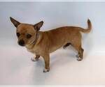 Small #2 Chihuahua