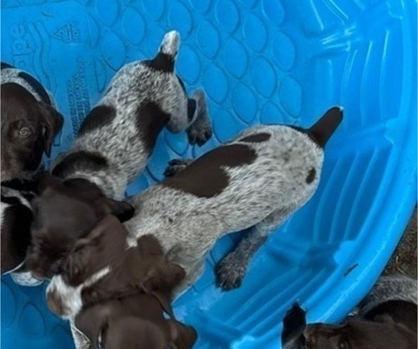 Medium Photo #3 German Shorthaired Pointer-German Wirehaired Pointer Mix Puppy For Sale in DEFUNIAK SPRINGS, FL, USA