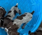 Small Photo #3 German Shorthaired Pointer-German Wirehaired Pointer Mix Puppy For Sale in DEFUNIAK SPRINGS, FL, USA
