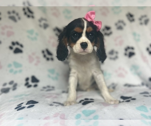 Medium Photo #7 Cavalier King Charles Spaniel Puppy For Sale in LAKELAND, FL, USA