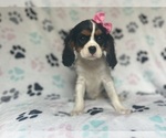 Small #6 Cavalier King Charles Spaniel