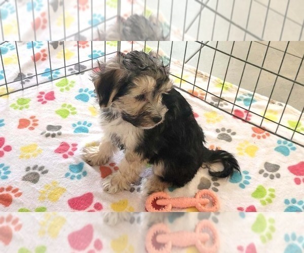 Medium Photo #3 Morkie Puppy For Sale in ORO VALLEY, AZ, USA