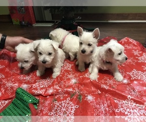 West Highland White Terrier Puppy for sale in MECHANICSVILLE, VA, USA