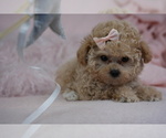 Puppy Puppy 8 Poodle (Toy)