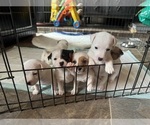 Small Jack Russell Terrier