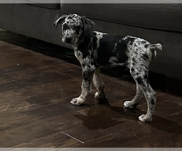 Medium Photo #10 Catahoula Leopard Dog Puppy For Sale in SPRING, TX, USA