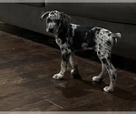 Small Photo #10 Catahoula Leopard Dog Puppy For Sale in SPRING, TX, USA