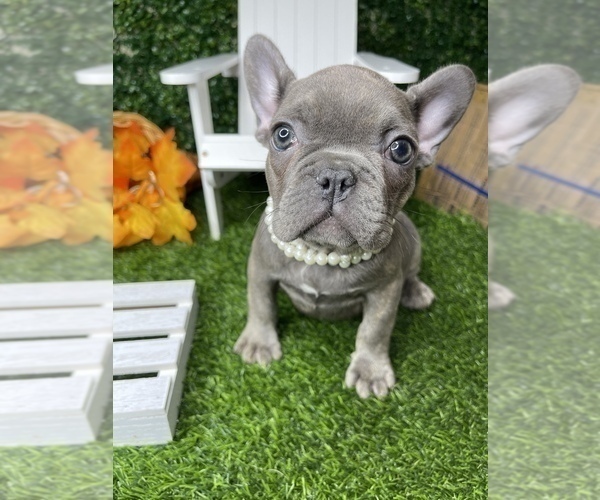Medium Photo #25 French Bulldog Puppy For Sale in LOS ANGELES, CA, USA