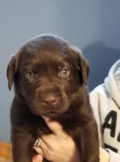 Labrador Retriever Puppy for sale in SARANAC, MI, USA