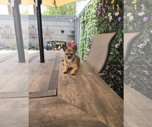 Gavin Ragnaruff - Male Mutt Dog for Adoption - Photo #6
