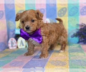 Coton de Tulear-Poodle (Toy) Mix Puppy for sale in LANCASTER, PA, USA