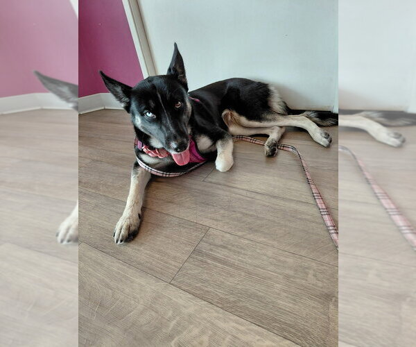 Medium Photo #2 German Shepherd Dog Puppy For Sale in Cupertino, CA, USA