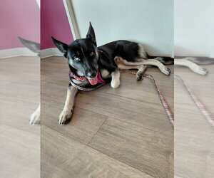 Luna OS - Female German Shepherd Dog Dog for Adoption - Photo #2