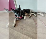 Small #1 German Shepherd Dog