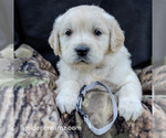 Puppy Bart English Cream Golden Retriever