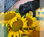 Small Photo #7 French Bulldog Puppy For Sale in MADISON, OH, USA