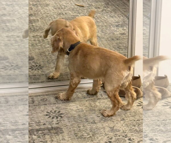 Medium Photo #2 Cocker Spaniel Puppy For Sale in Wheaton, IL, USA