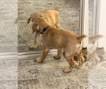 Small #1 Cocker Spaniel
