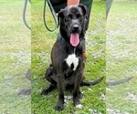 Small Golden Retriever-Great Dane Mix