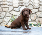 Small Photo #13 Labrador Retriever Puppy For Sale in GOSHEN, IN, USA