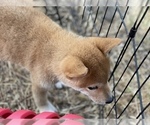 Small Photo #20 Shiba Inu Puppy For Sale in FREMONT, CA, USA