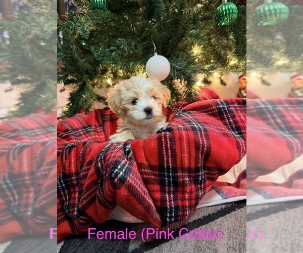 Medium Photo #5 Shih-Poo Puppy For Sale in HAWESVILLE, KY, USA