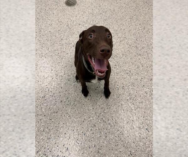 Medium Photo #1 Labrador Retriever Puppy For Sale in Brighton, CO, USA