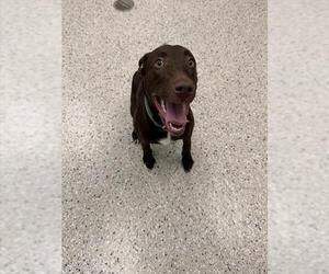 Labrador Retriever Dogs for adoption in Brighton, CO, USA