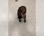 Small Labrador Retriever