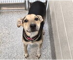 Small German Shepherd Dog Mix