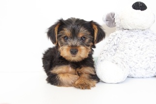 Medium Yorkshire Terrier