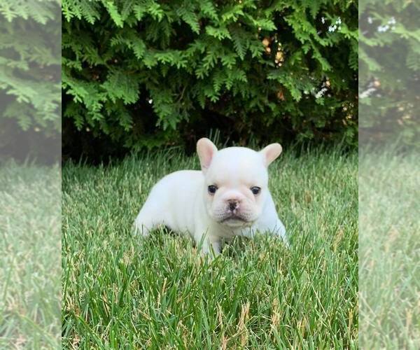 Medium Photo #3 French Bulldog Puppy For Sale in WARSAW, IN, USA