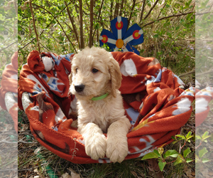 Goldendoodle Puppy for sale in PEYTON, CO, USA
