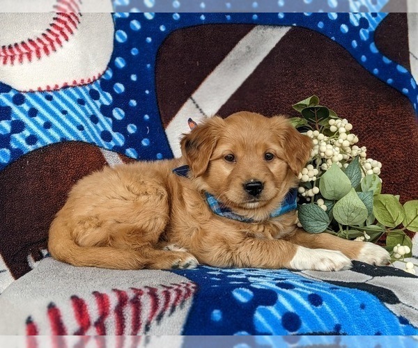 Medium Photo #5 Goldendoodle-Mutt Mix Puppy For Sale in KIRKWOOD, PA, USA
