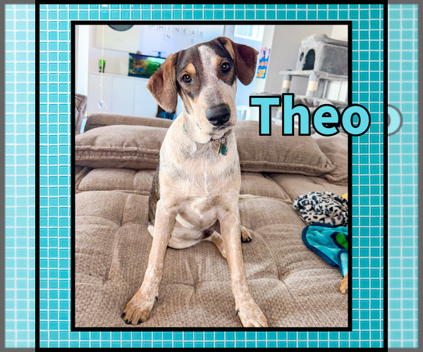 Medium Photo #5 Collie Puppy For Sale in Denton, TX, USA