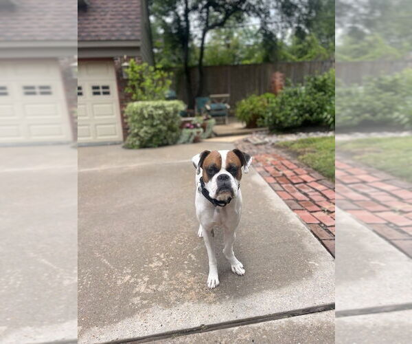 Medium Photo #8 Boxer Puppy For Sale in  Katy, TX, USA