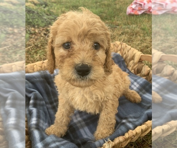 Medium Photo #2 Poodle (Miniature) Puppy For Sale in BERNE, IN, USA