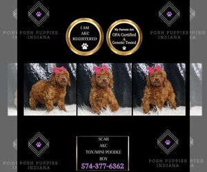 Poodle (Toy) Puppy for sale in WARSAW, IN, USA