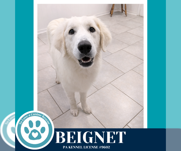 Medium Photo #1 Great Pyrenees-Unknown Mix Puppy For Sale in Kimberton, PA, USA