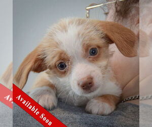 Chiweenie Dogs for adoption in Huntley, IL, USA