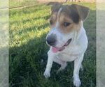 BRUCE - Male Bulldog-Unknown Mix Dog for Adoption - Small photo
